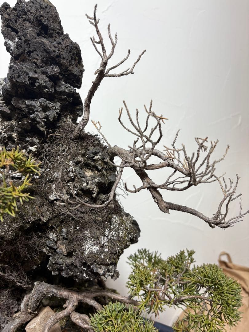 【大阪北部引き取り限定】 真柏　盆栽　石付き