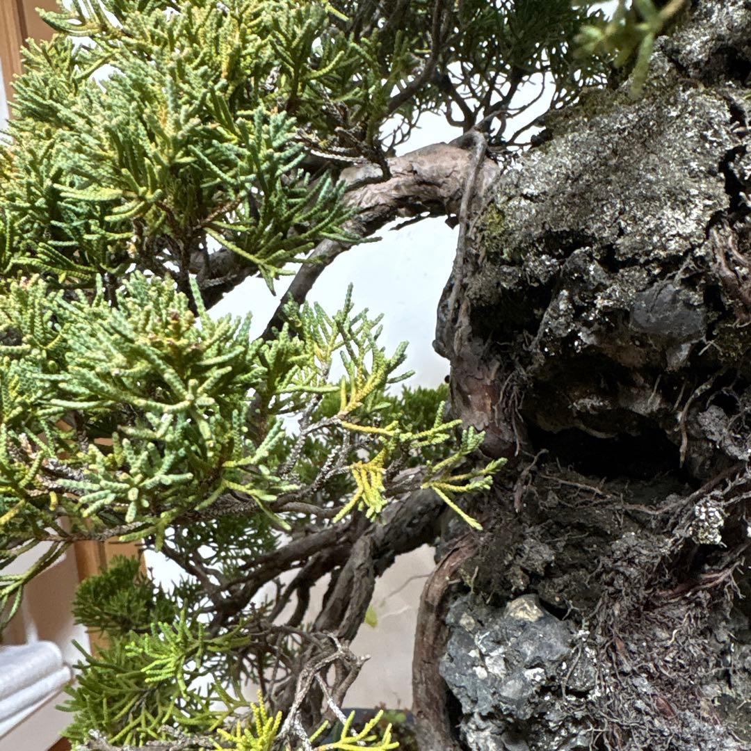 【大阪北部引き取り限定】 真柏　盆栽　石付き