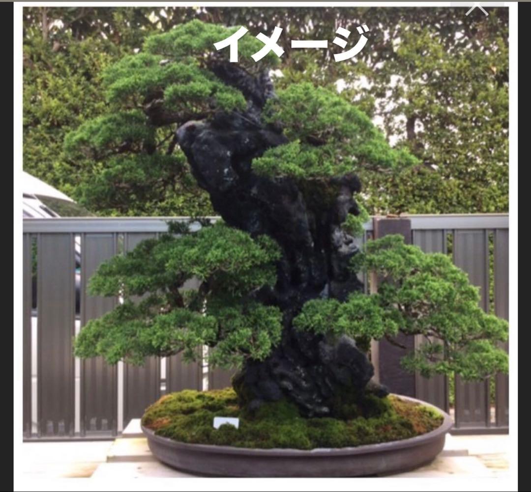 【大阪北部引き取り限定】 真柏　盆栽　石付き