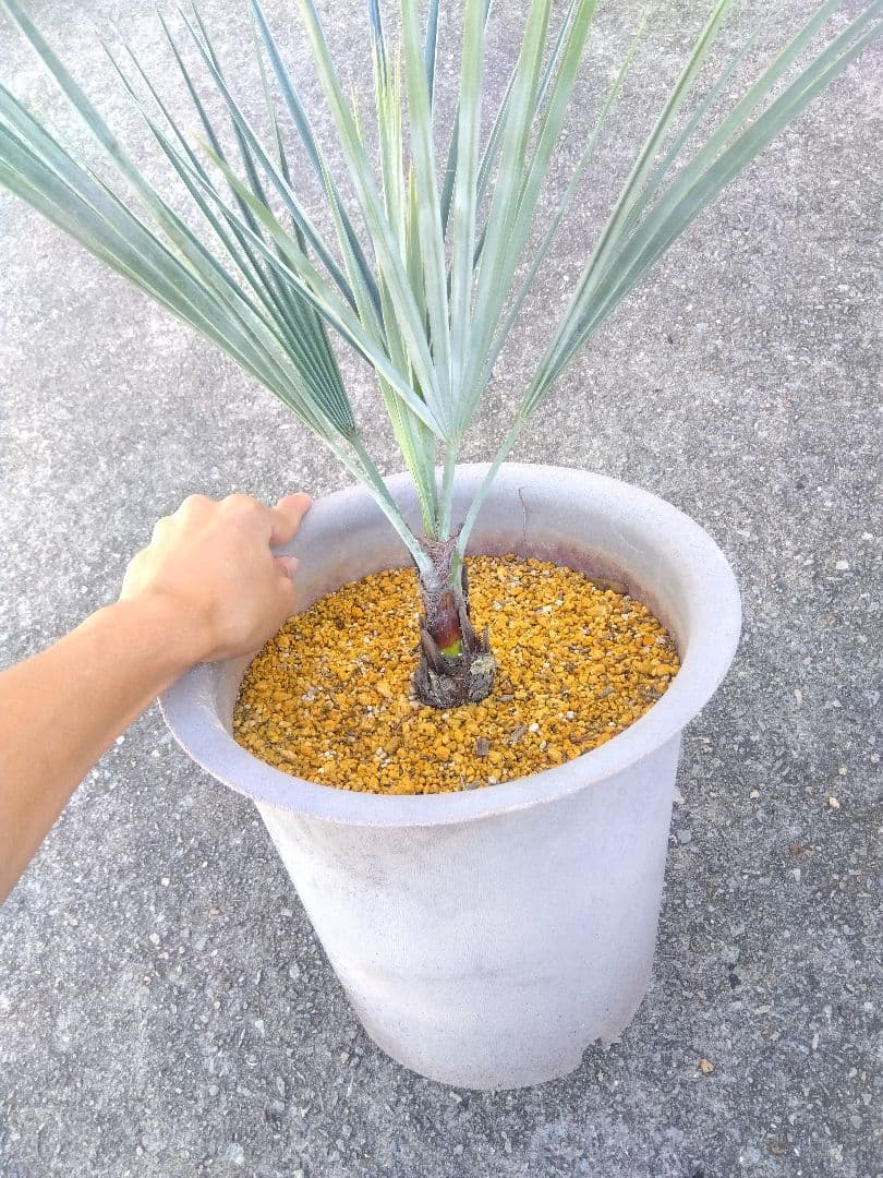 ブラヘアアルマータ　9号鉢つき　幹太❗細葉❗　③