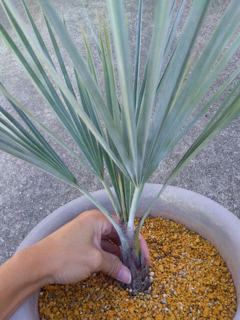 ブラヘアアルマータ　9号鉢つき　幹太❗細葉❗　③