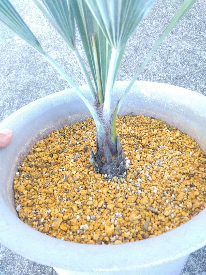 ブラヘアアルマータ　9号鉢つき　幹太❗細葉❗　③