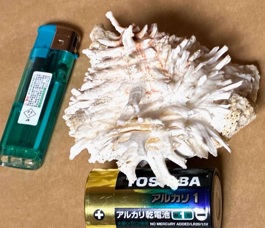 貝殻17点セット■白サンゴ■シャコ貝■トウカムリ■ヒレインコ■笠貝■丸ツノカイ