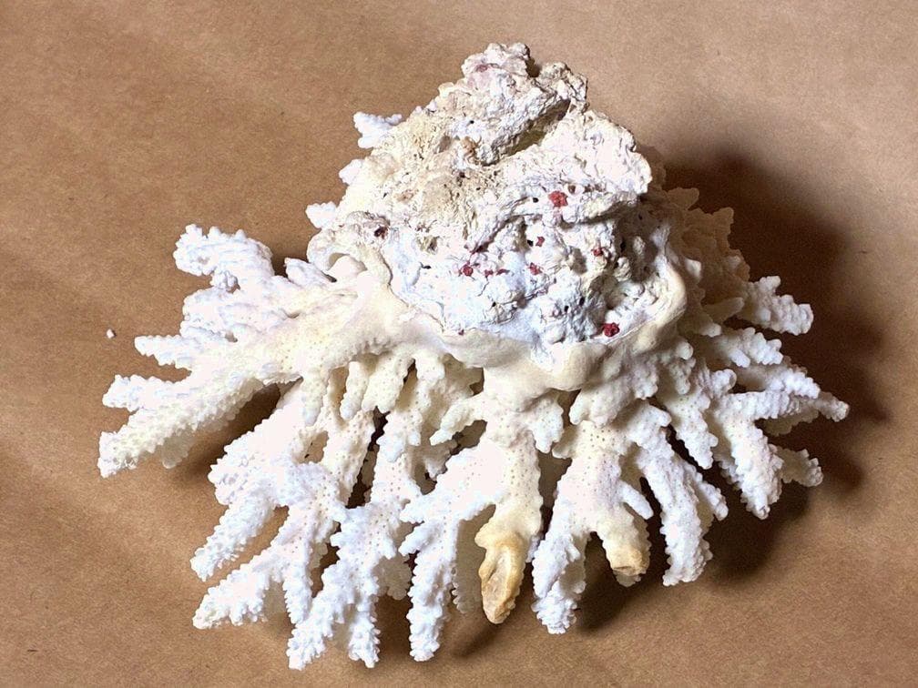 貝殻17点セット■白サンゴ■シャコ貝■トウカムリ■ヒレインコ■笠貝■丸ツノカイ