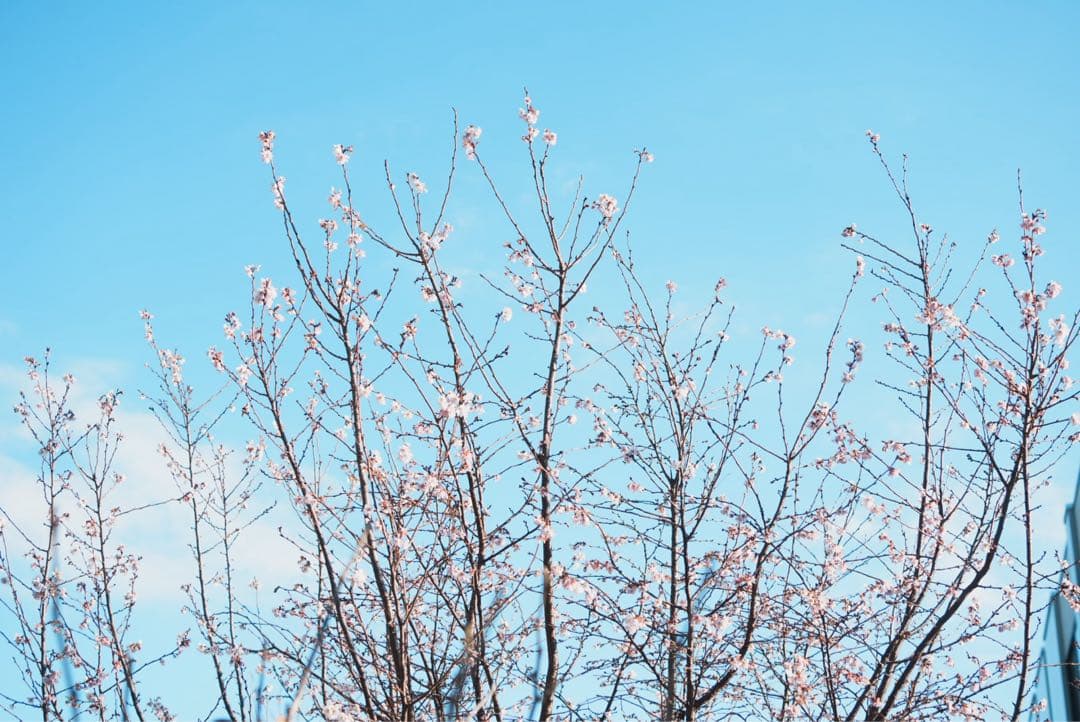 SONY FE 35mm F1.8 レンズ