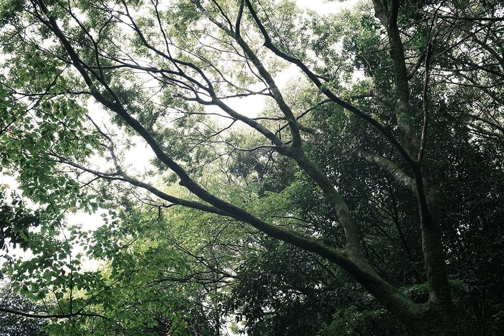 中古 ライカMマウントレンズ 50mm F1.1 LEICA Mマウント