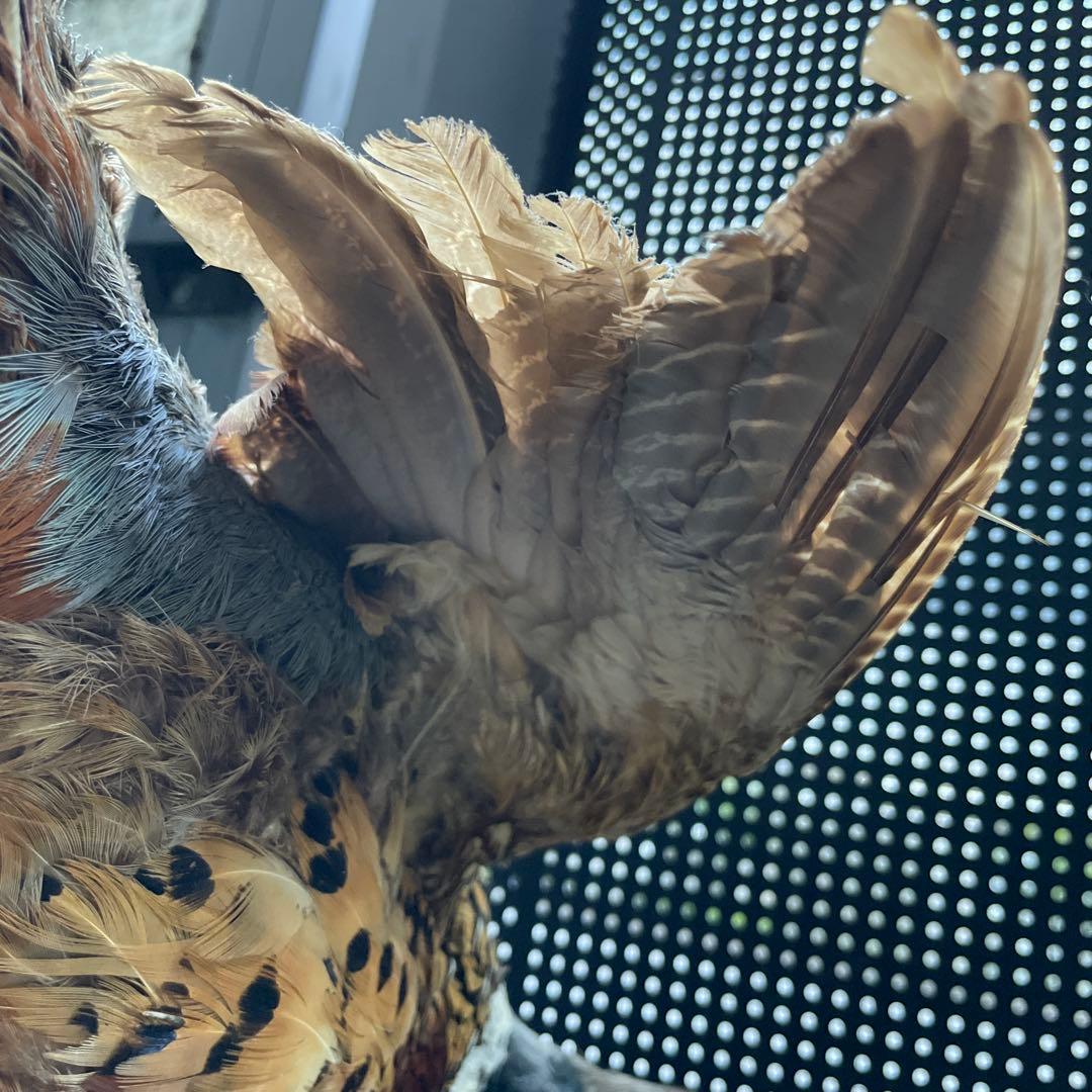 【美品】キジ 剥製