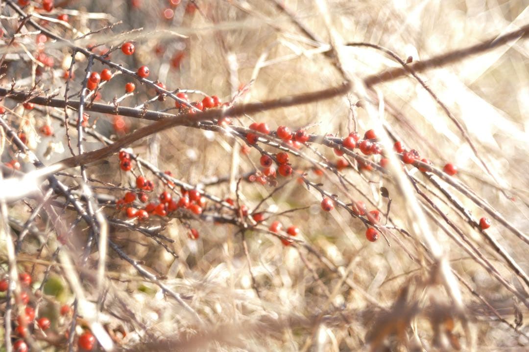 週末SALE★FXアダプター付美品★X-Fujinon55mm f2.2★作例有