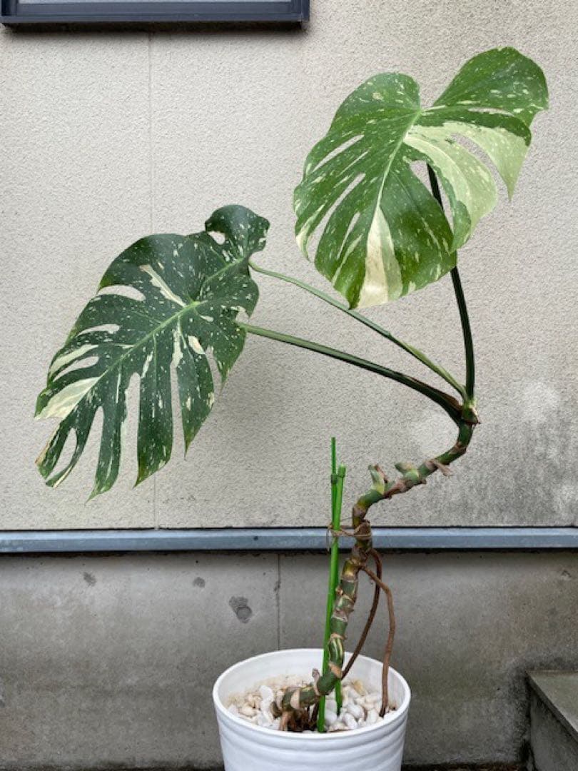 直接引取■モンステラ デリシオーサ レガシー 斑入り/葉35cm/110cm