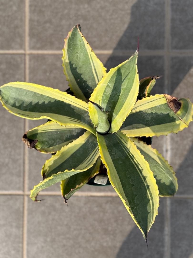 アガベ　リップルエフェクト　発根済み