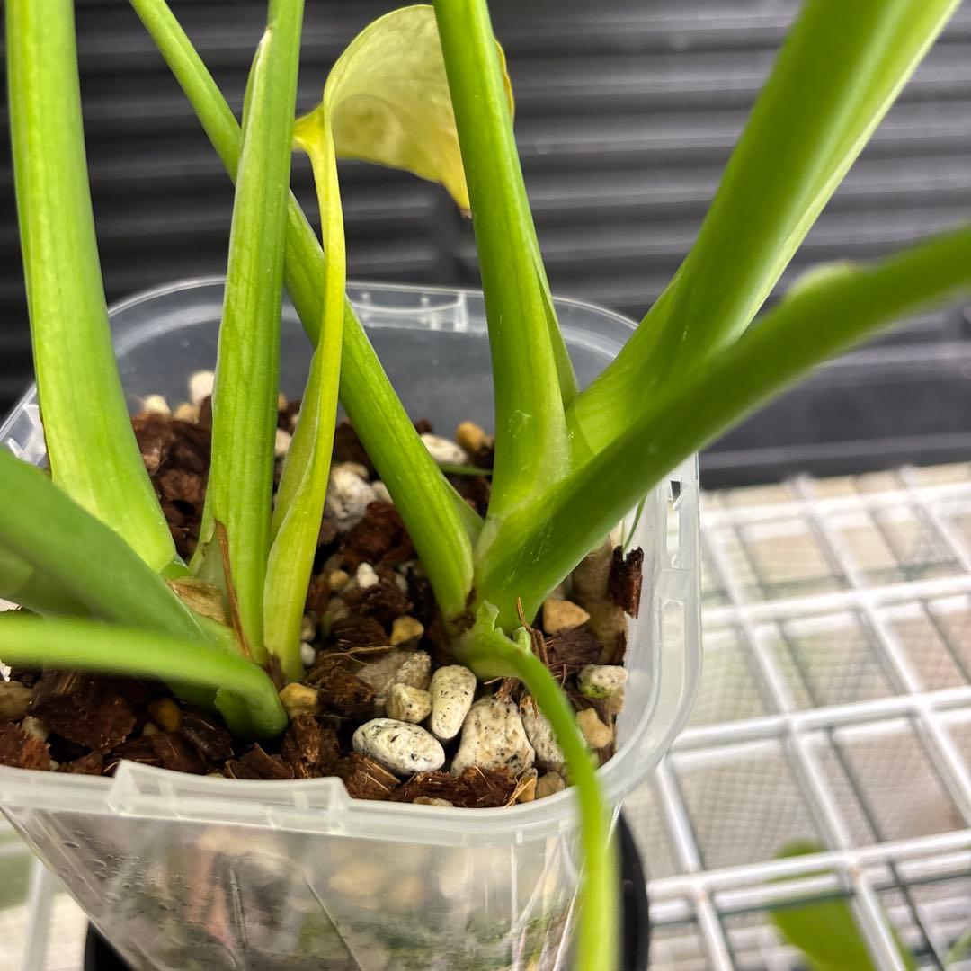 ラスト1 ❗️ レア　モンステラ　デリシオーサ　羅紗丸葉　双頭龍　元斑入り