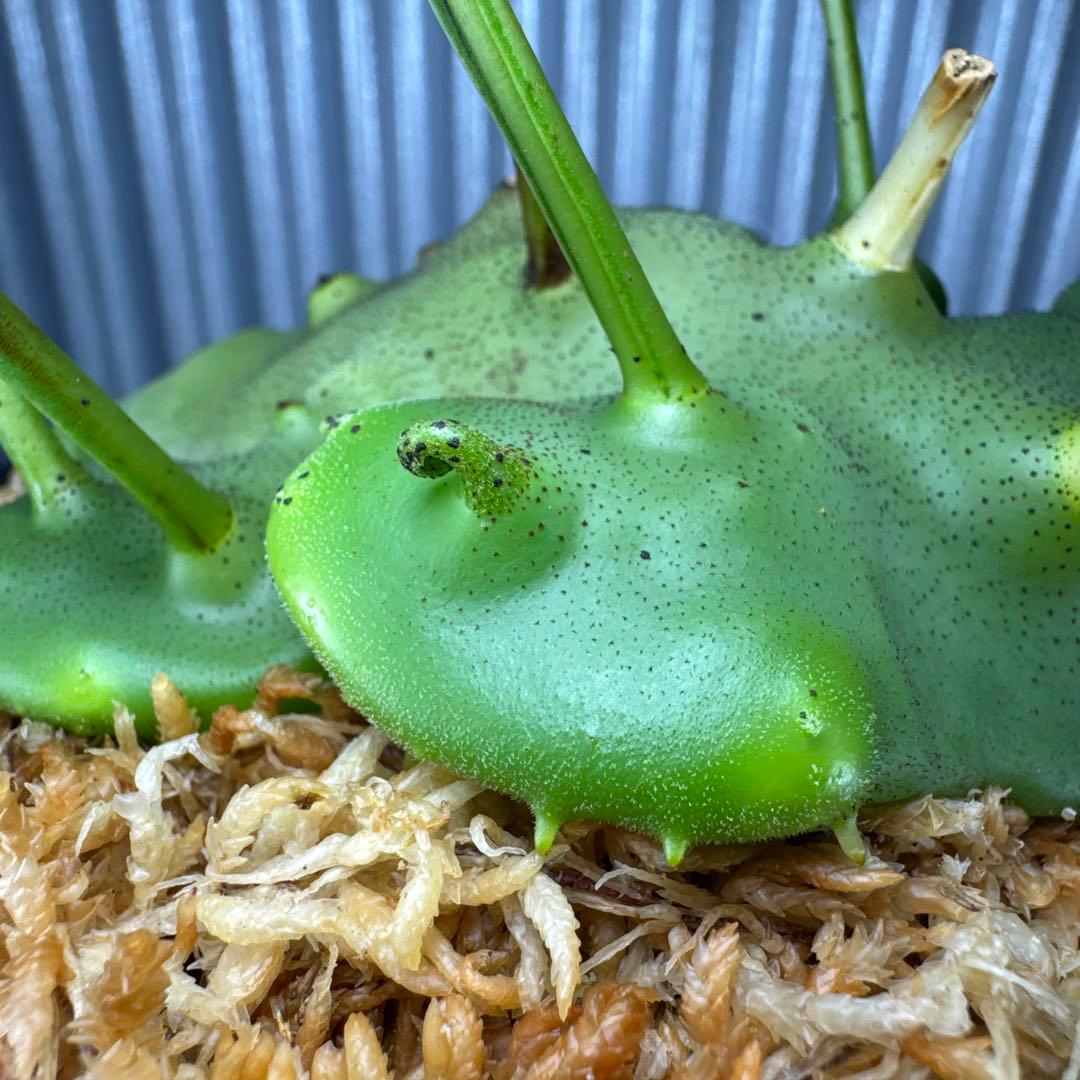 macrophage様ご確認用出品