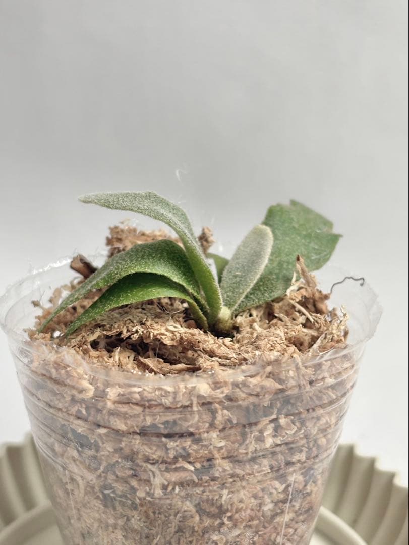 【メルカリ便】P. Willinckii (spore) 【47】