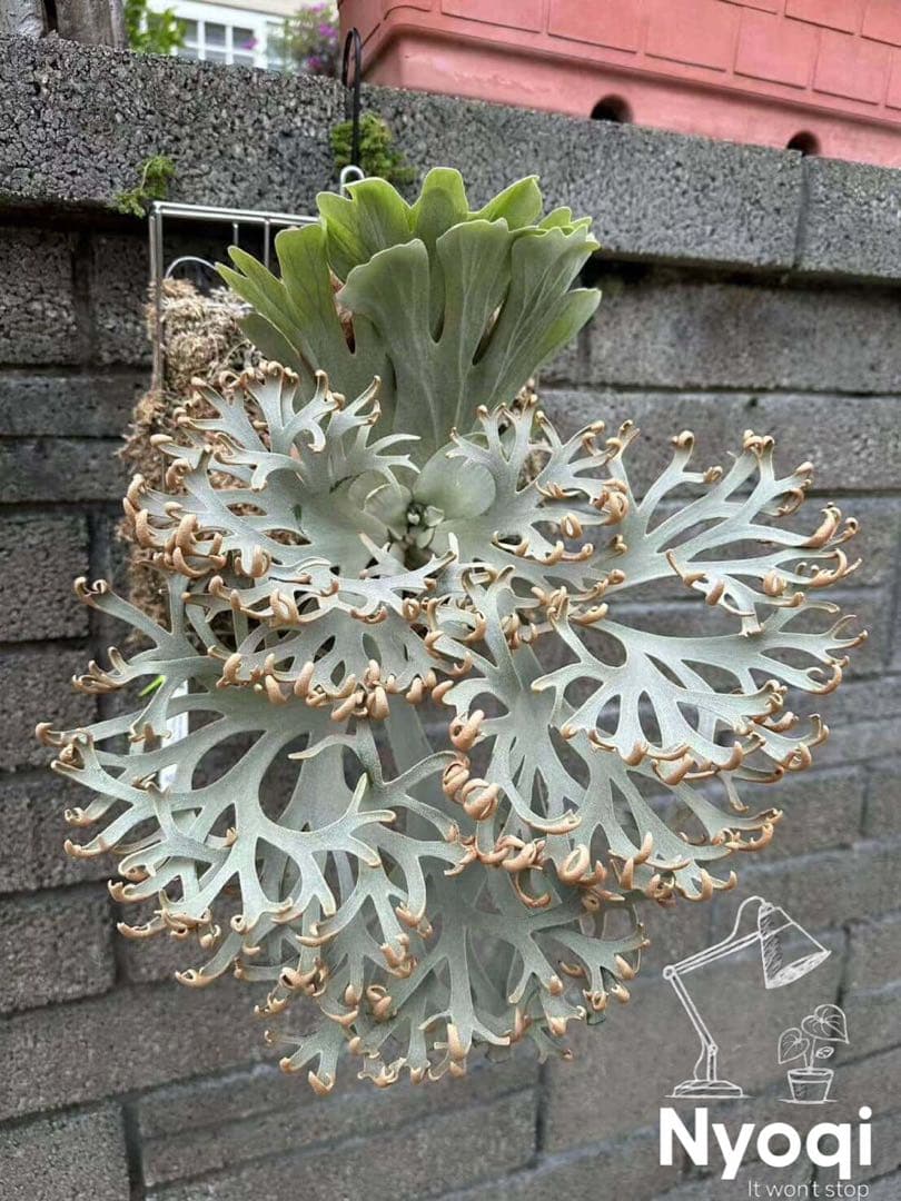 【メルカリ便】P. Willinckii (spore) 【47】