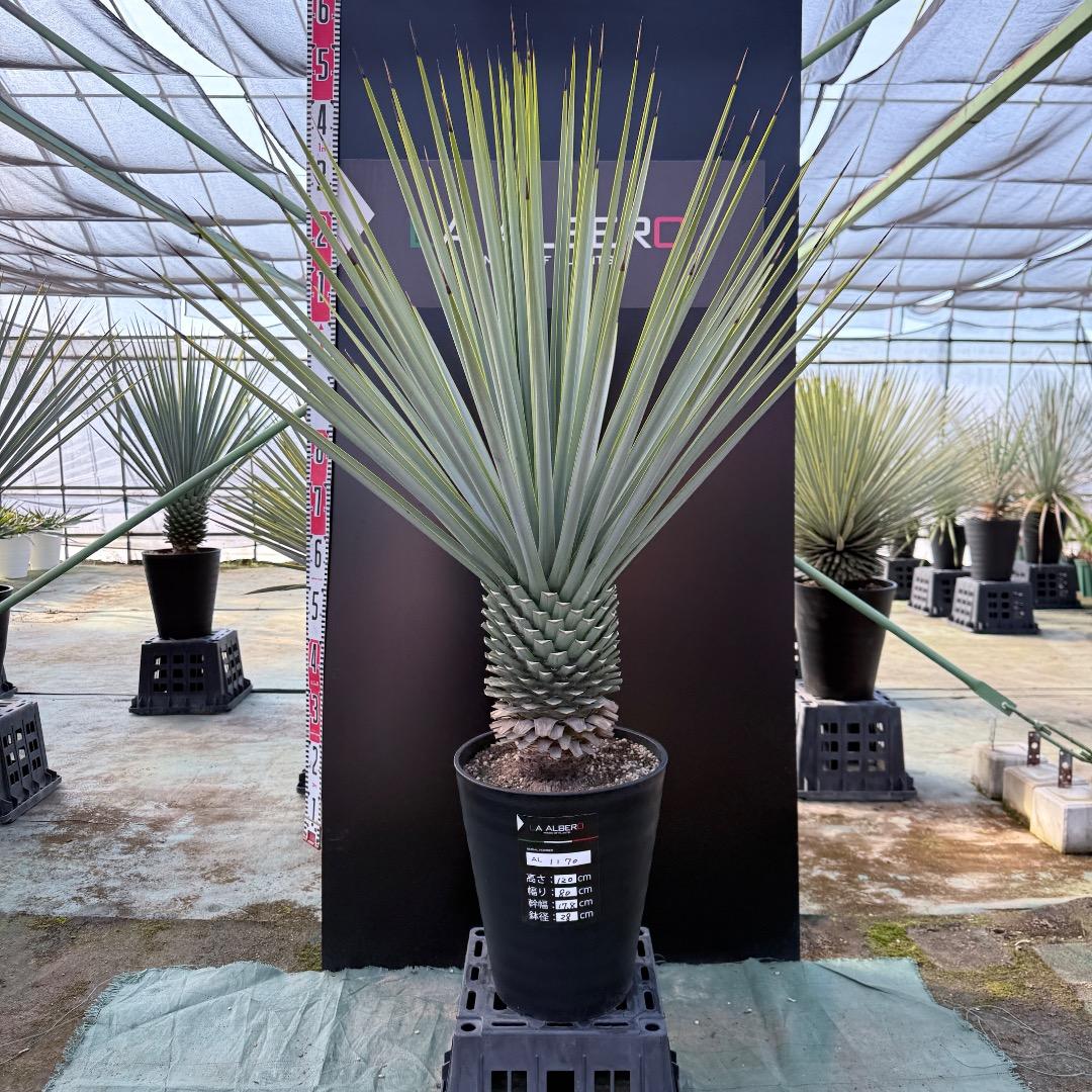 【AL1170】ユッカ　リギダ