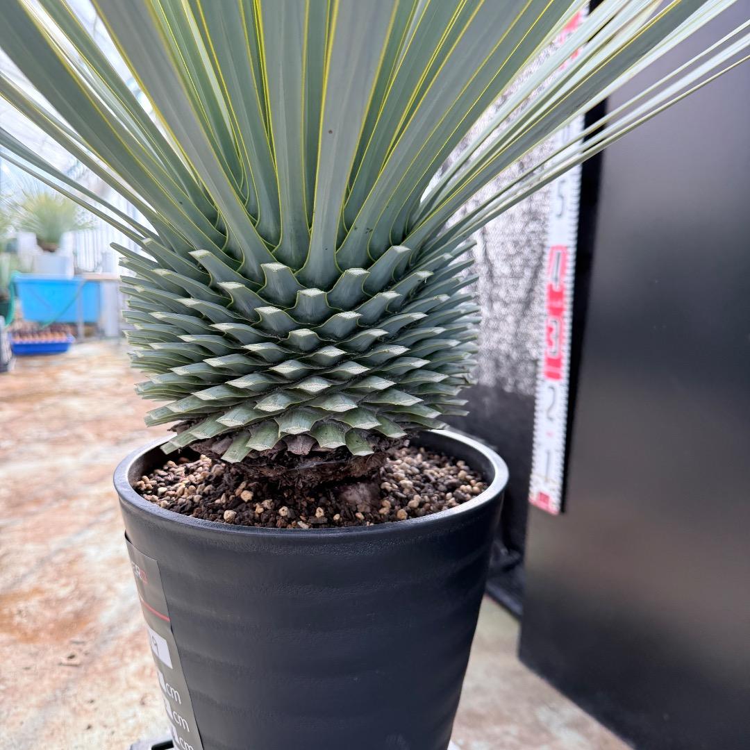 【AL1179】ユッカ　ロストラータ　超美形　極太　シルバー