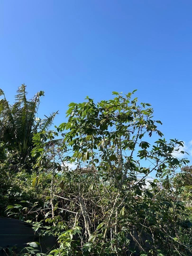 官能的な旨味と甘味。高級種◆キャッサバ・ゴールドSS◆挿し木枝。60サイズ箱満杯