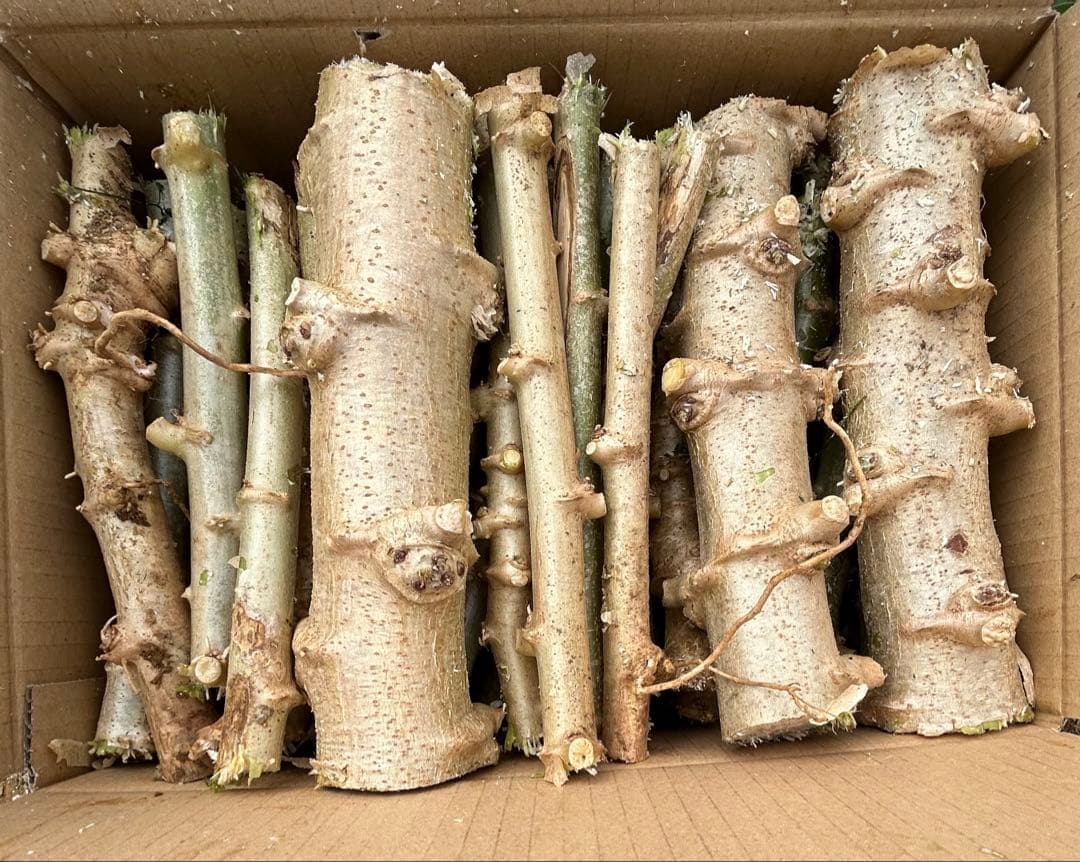 官能的な旨味と甘味。高級種◆キャッサバ・ゴールドSS◆挿し木枝。60サイズ箱満杯