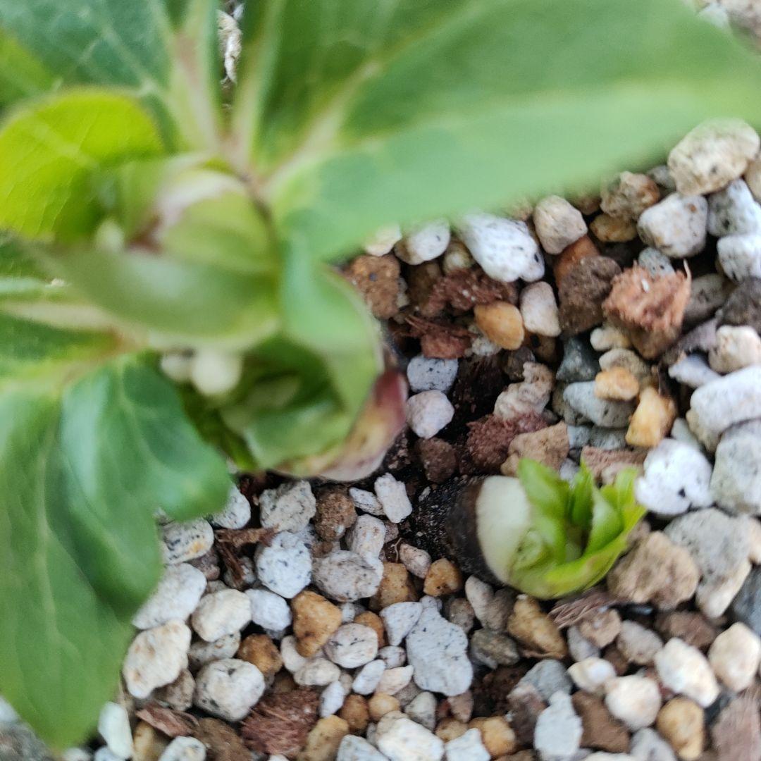 クリスマスローズ　苗