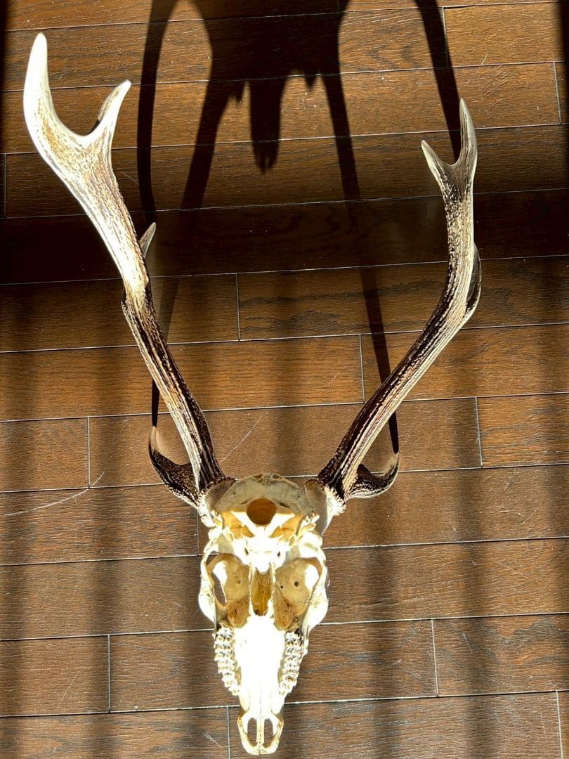 ⑨[特大][1点もの] ハンティングトロフィー　鹿の角　頭蓋骨　日本鹿　スカル