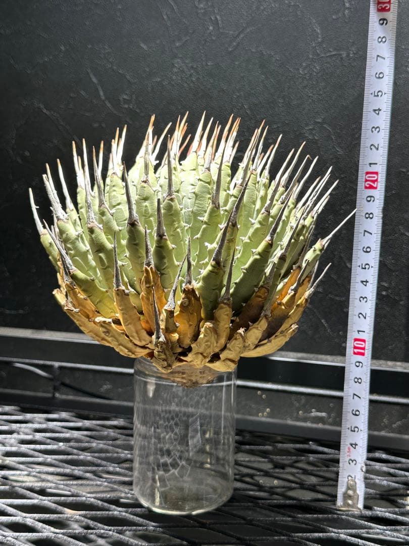 本日より３日間限定セール‼️ アガベユタエンシス　エボリスピナ　ベアルート株