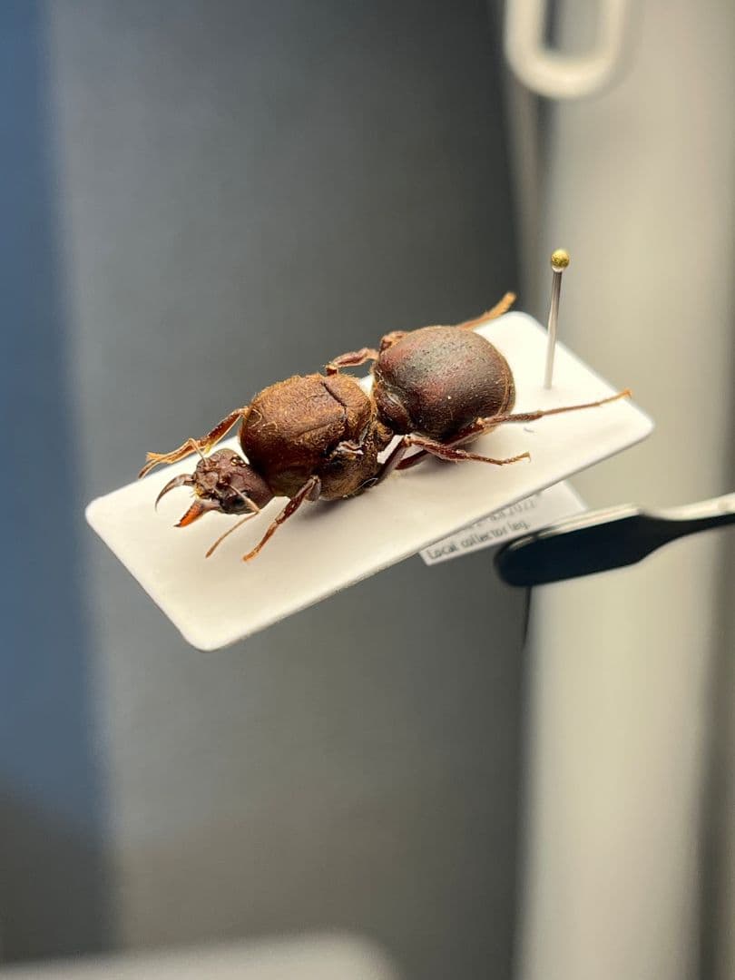 【25mm】ハキリアリの女王標本　Atta cephalotes？ パラポネラ