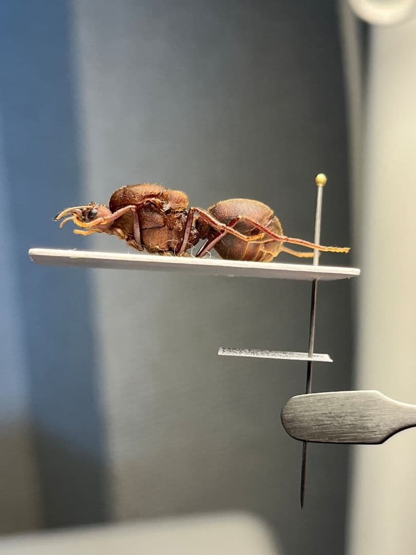 【25mm】ハキリアリの女王標本　Atta cephalotes？ パラポネラ