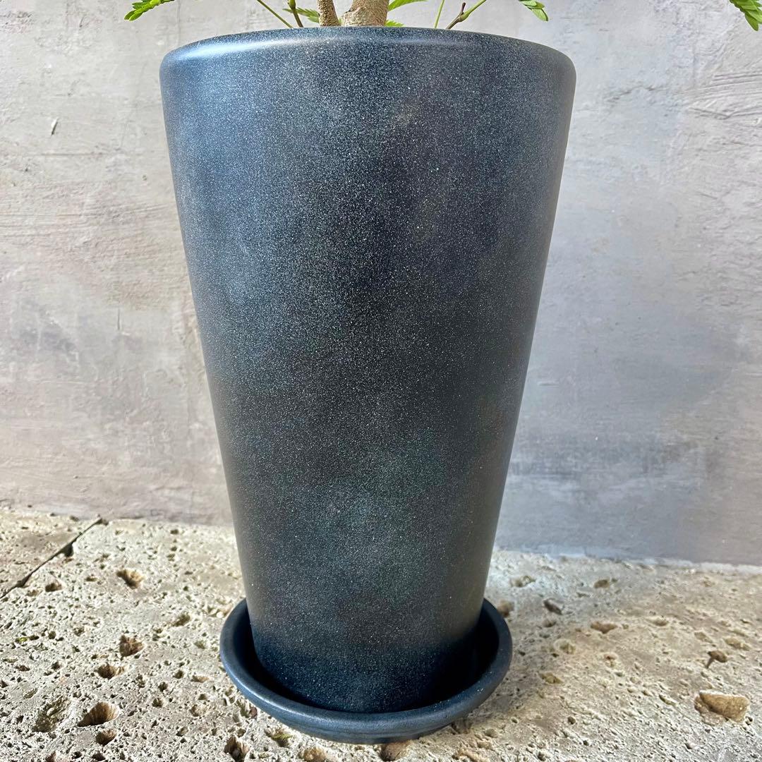 大型　エバーフレッシュ　曲がり仕立て　陶器鉢　植え込み発送