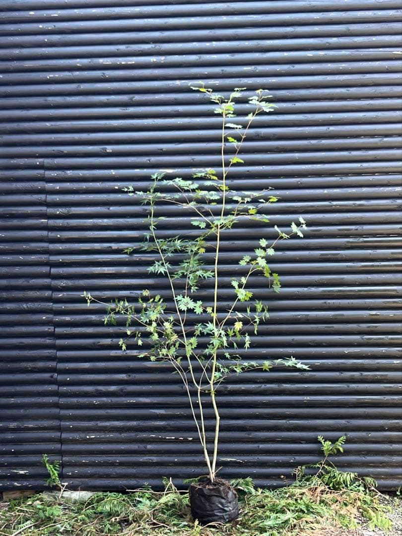 山採り天然　コハウチワカエデ　イロハモミジ　2種混合株