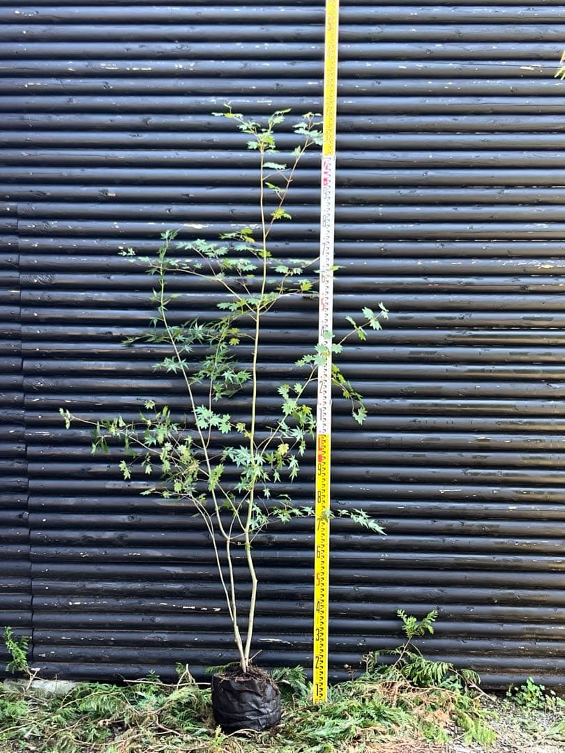 山採り天然　コハウチワカエデ　イロハモミジ　2種混合株