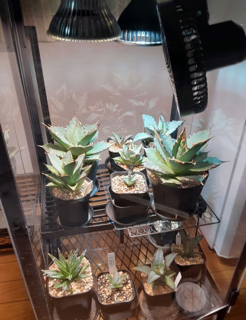 アイアン植物保温、アイアン育成保温BOX棚 　　レア出品