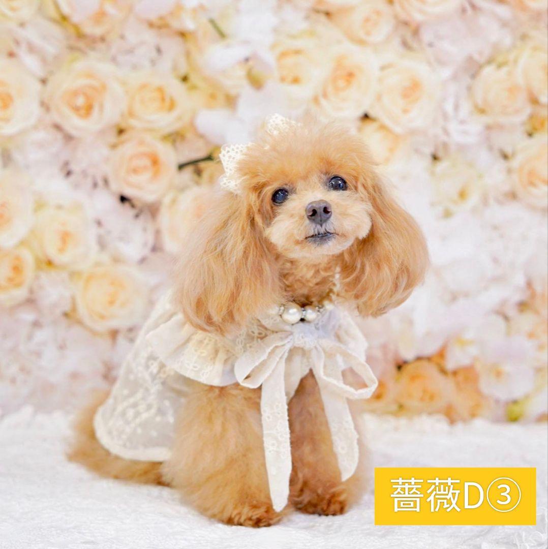 背景布×10枚+2　ペット撮影用ブース　トリミングチョーカー販売中　ペットサロン