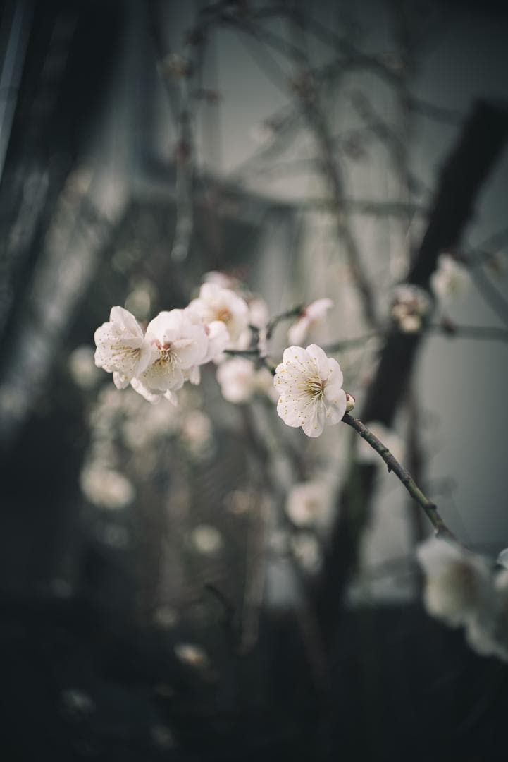 広角エルマー！Leica Elmar 35mm F3.5 オールドレンズ