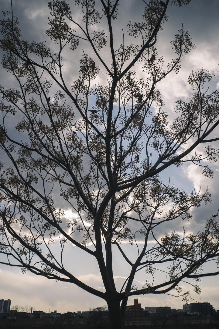 広角エルマー！Leica Elmar 35mm F3.5 オールドレンズ