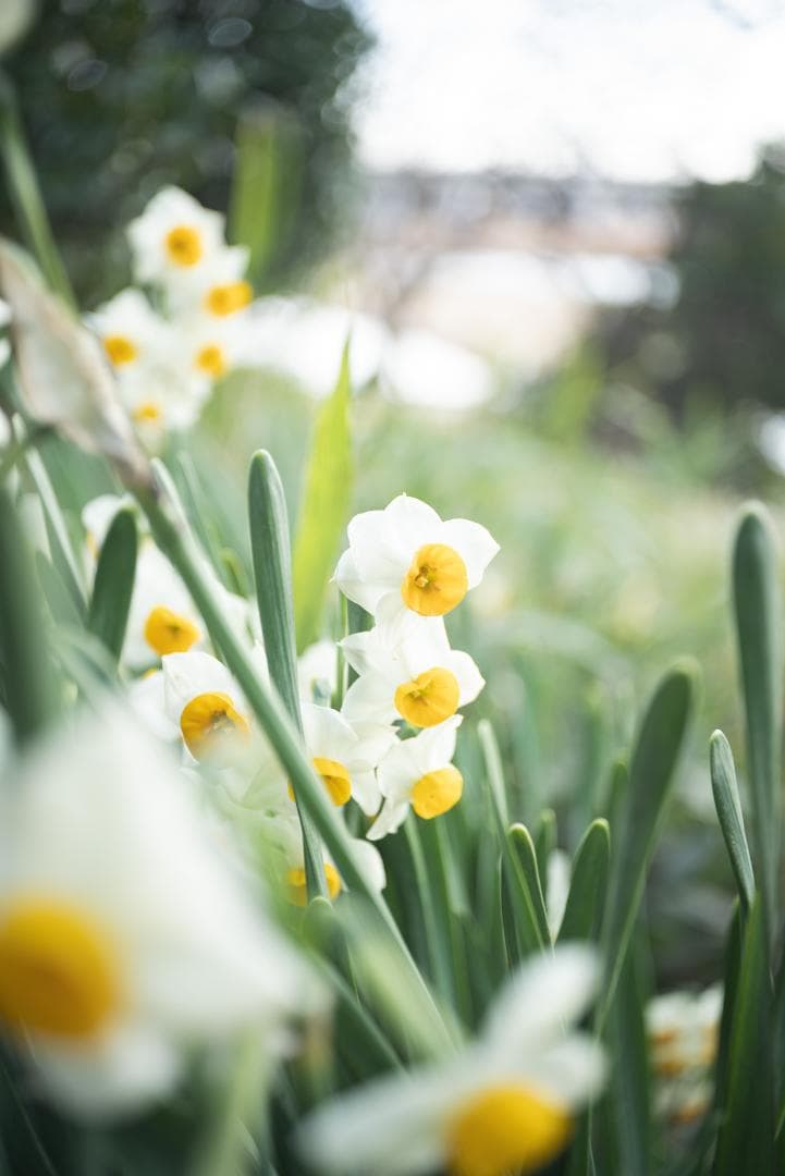 広角エルマー！Leica Elmar 35mm F3.5 オールドレンズ