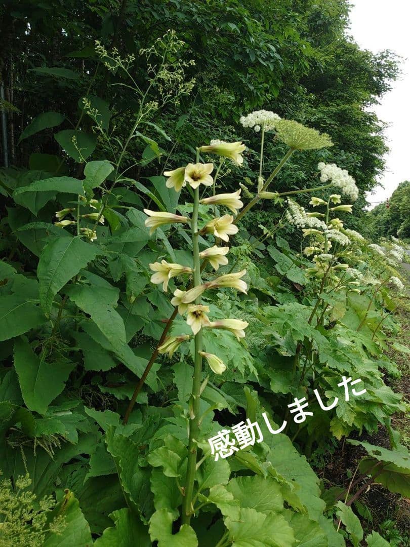 オオウバユリ　2025 収穫　茶色いプリザーブドフラワー花材