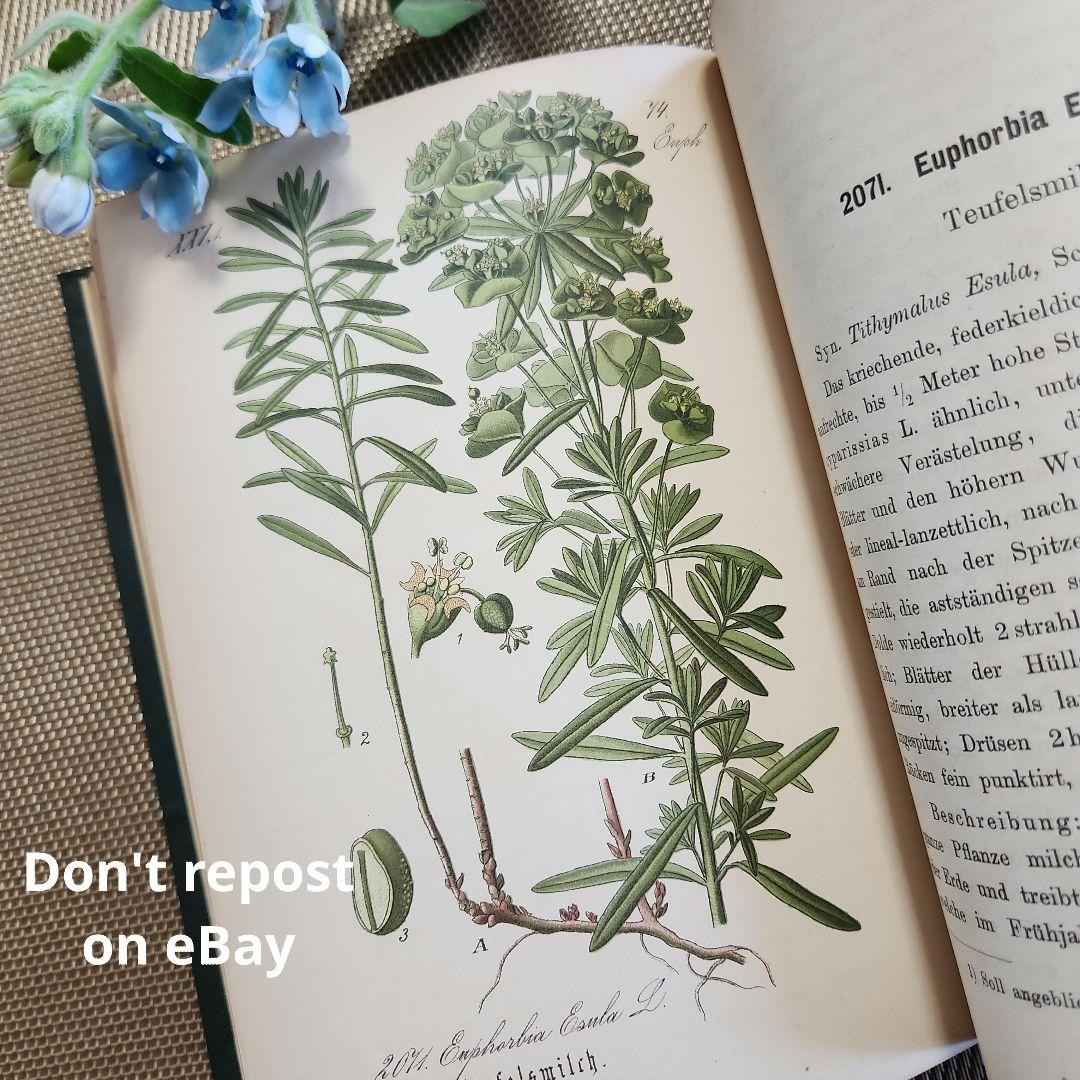 植物図鑑　洋書　ボタニカルアート　アンティーク　リトグラフ　28