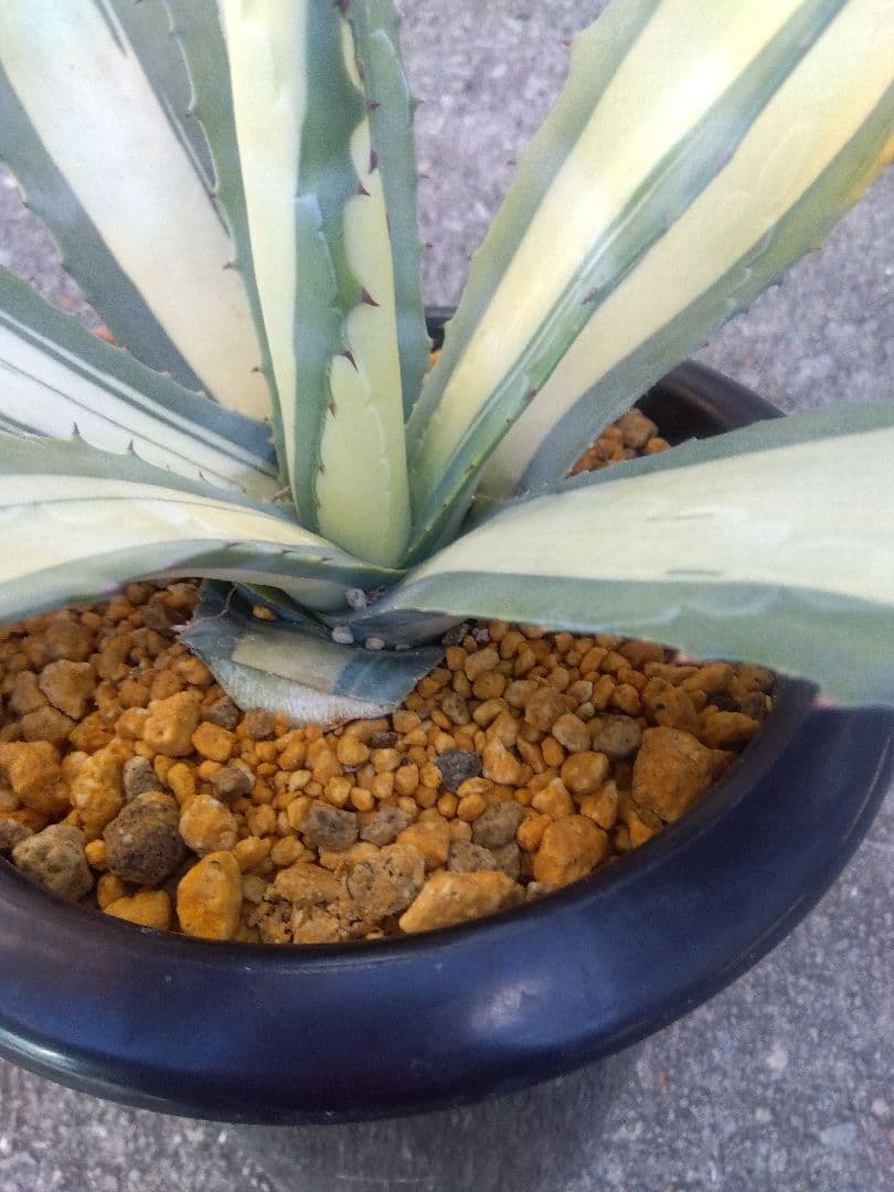 アガベ　那智の輝き　中斑　43センチ❗