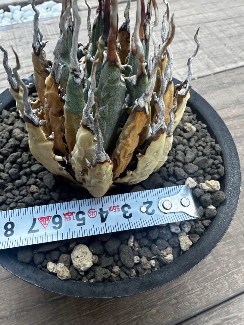 アガベ　ユタエンシス　エボリスピナ　陽炎 バリエム鉢付き