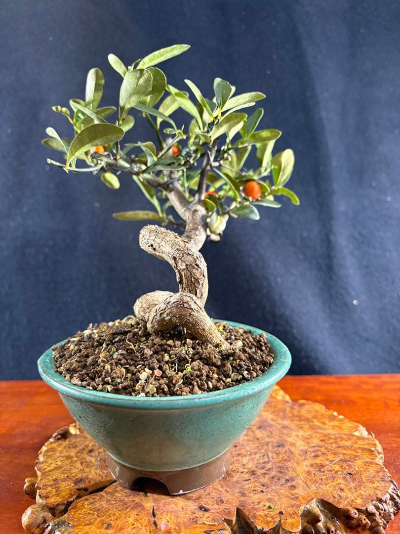 小品盆栽、金子(キンズ) 根上り、半懸崖作り 実付き、やや傷汚れあり　ユタ