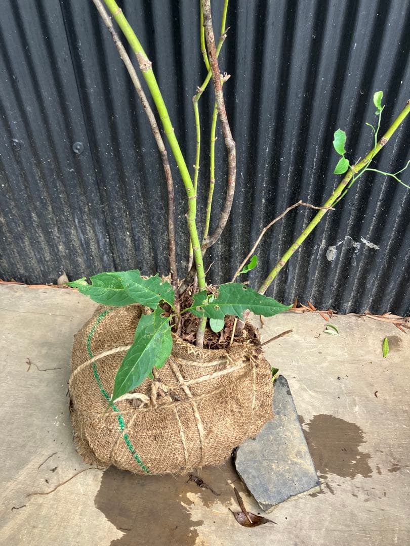 hiroooです！ 山採り　ヤマモミジ　ウワミズザクラ　混合株