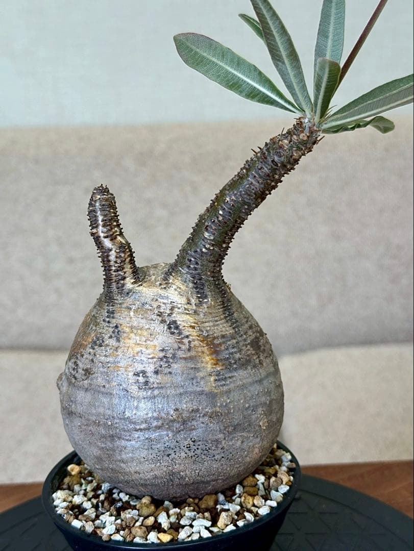 パキポディウム グラキリス 現地株 丸株 良形 コレクション 迷彩