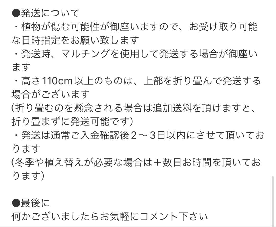［現品］37番　創樹　オリーブ　ピクアル　7号　大型　屋外　オリーブの木　人気