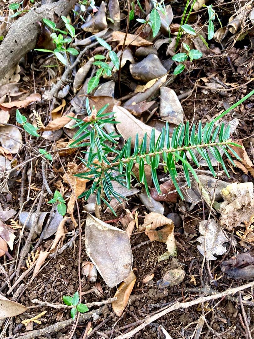 希望の象徴！幸運木【森からやって来た天然野生のもみの木さん＊樅の木】今年3年生！