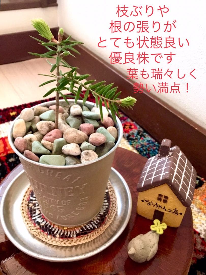 希望の象徴！幸運木【森からやって来た天然野生のもみの木さん＊樅の木】今年3年生！