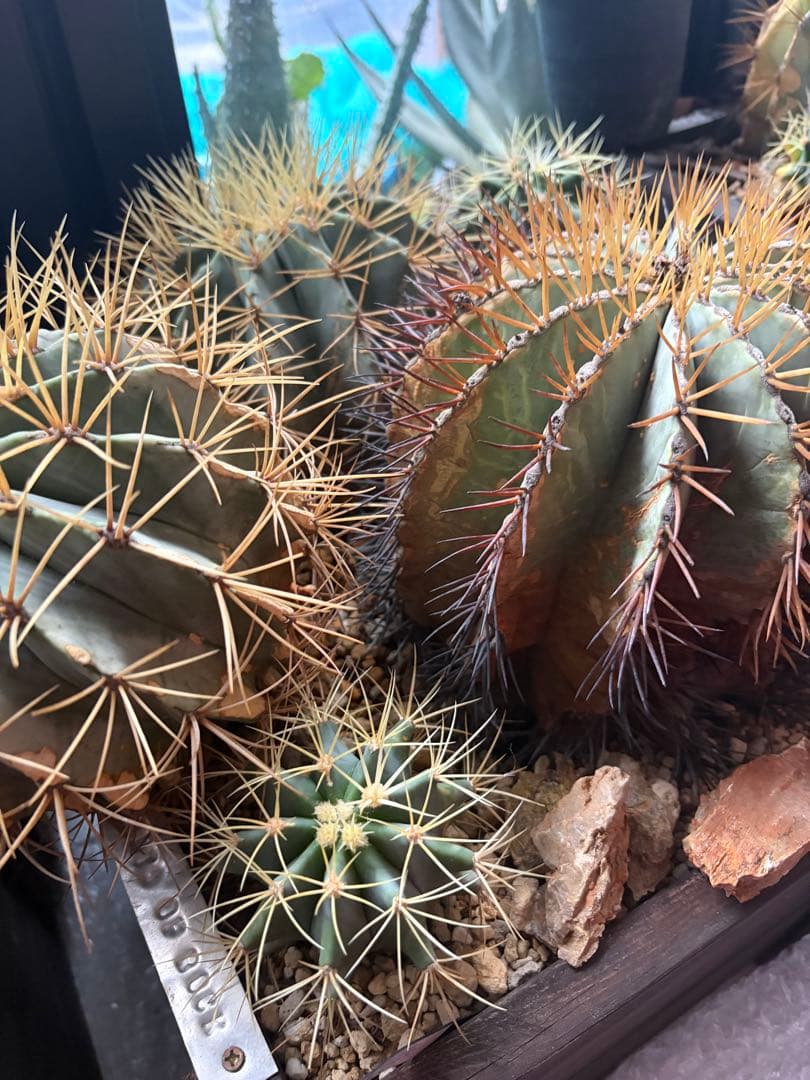 フェロカクタス王冠竜セット！ハビタット◇ドライガーデン多肉サボテン南国アガベ