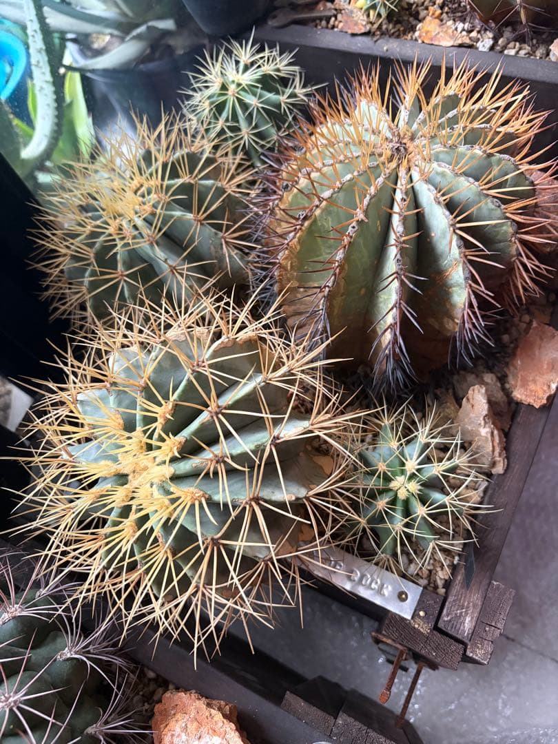 フェロカクタス王冠竜セット！ハビタット◇ドライガーデン多肉サボテン南国アガベ