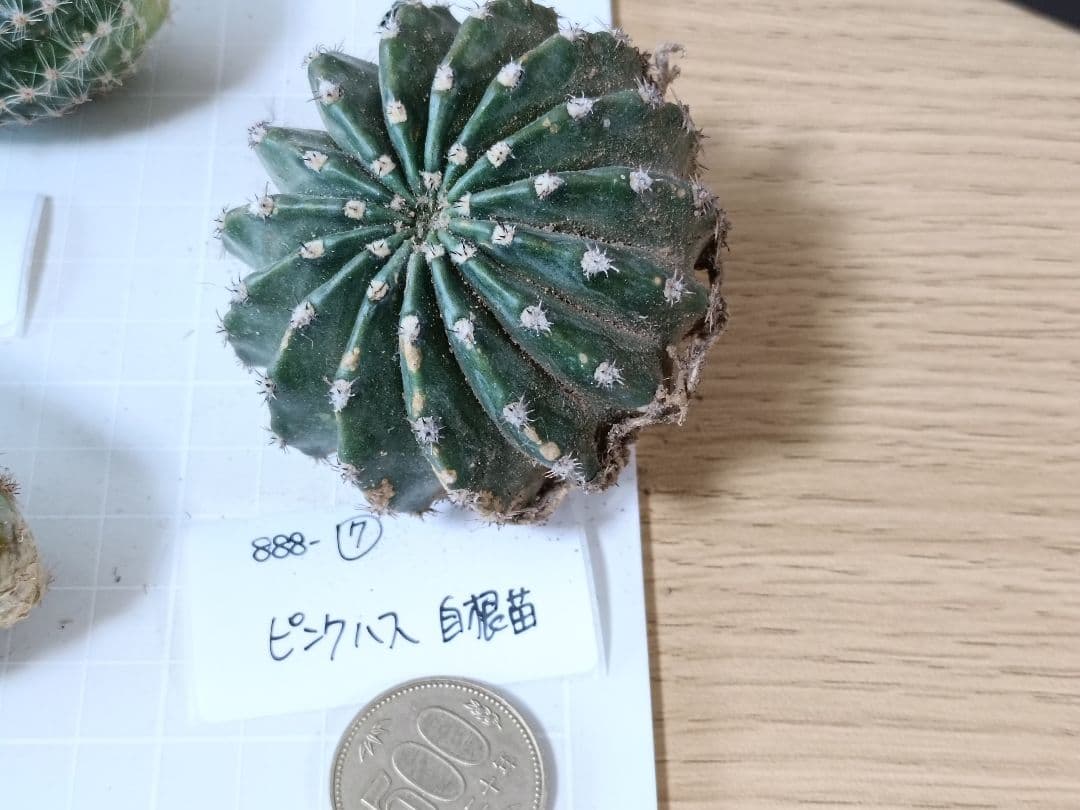 888-YU商品　花サボテン