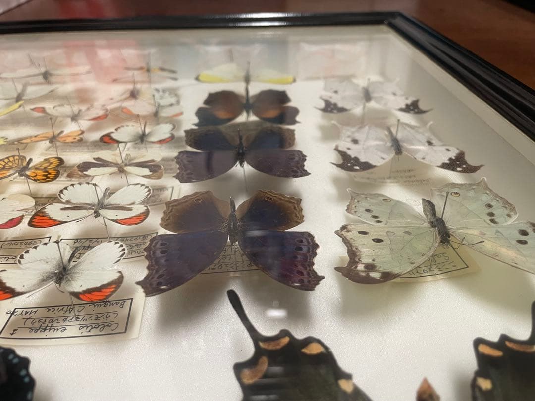 【蝶標本】ドルリーオオアゲハ他