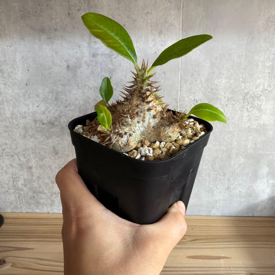 パキポディウムウィンゾリー 国内実生株